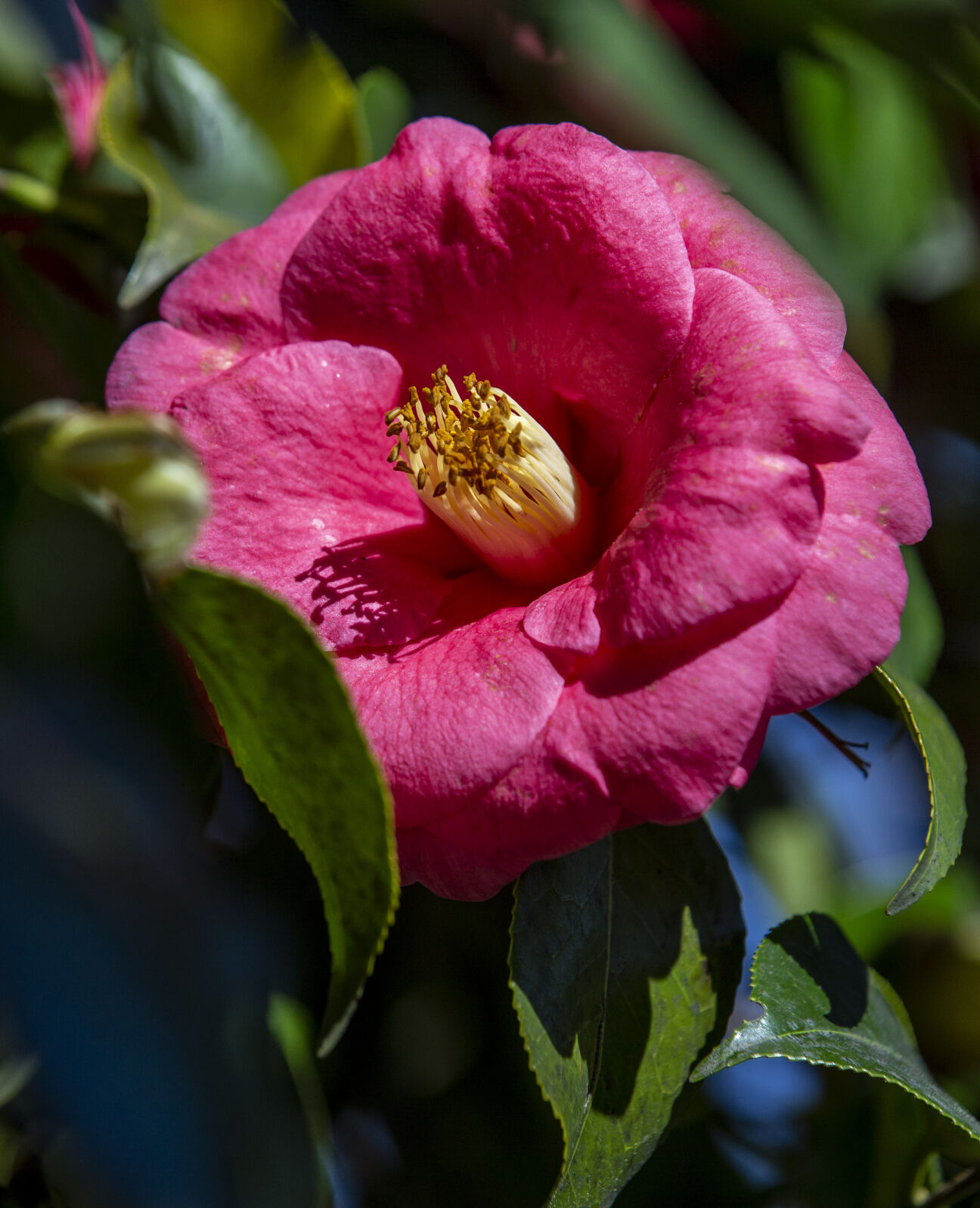 Spring Flowers